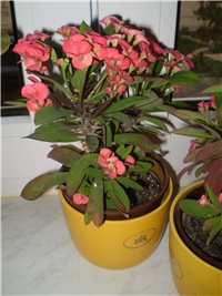 170b7ecf-Picture 6634.jpg